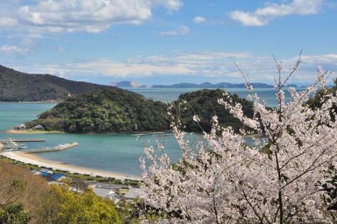 桜の写真