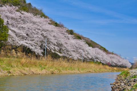 桜の写真