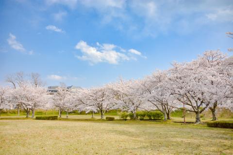 城南の桜の写真