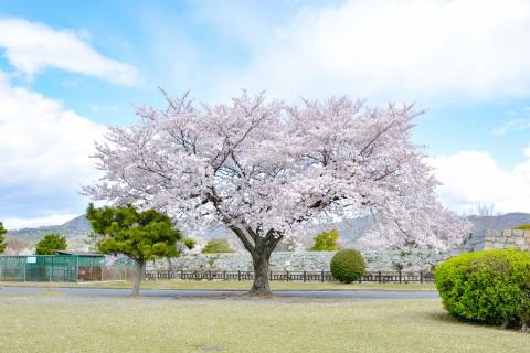 城南の桜の写真