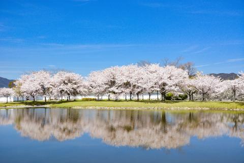 城南の桜の写真