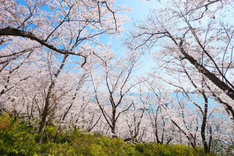 御崎の桜の写真
